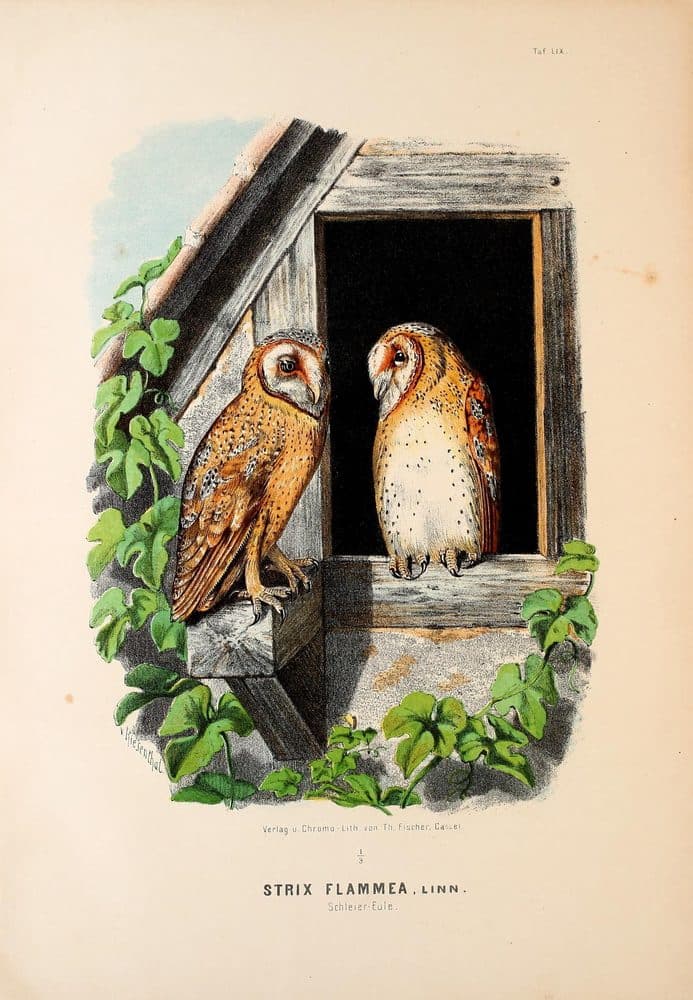 Friedrich von Riesenthal — Die Raubvögel Deutschlands (1894). Public domain via Wikimedia Commons. Barn Owl — vintage plate by Friedrich von Riesenthal, 1894