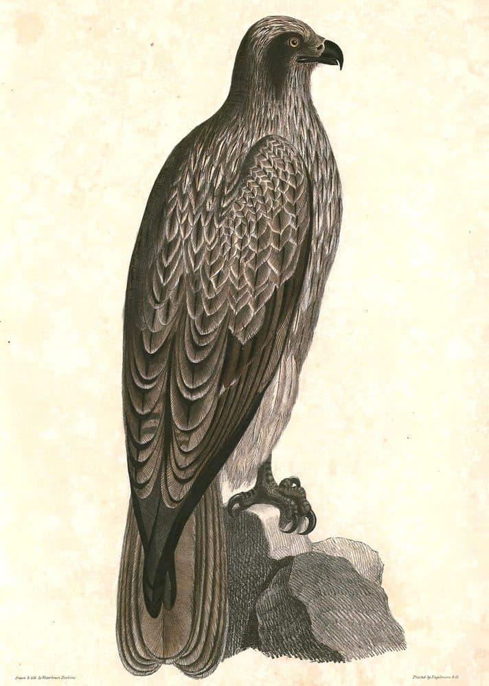 Thomas Hardwicke — Illustrations of Indian Zoology (1830–1832). Public domain via Wikimedia Commons. Black Eared Kite — vintage plate by Thomas Hardwicke, 1830–1832