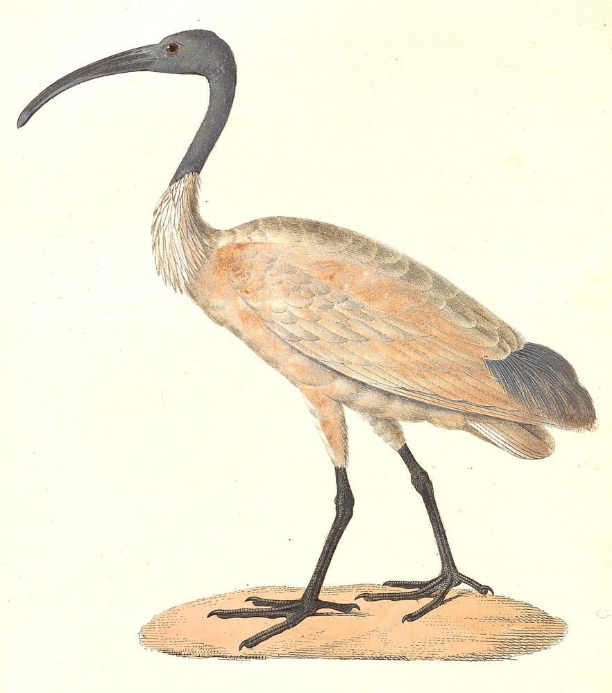 Nicolas Huet / Jean-Gabriel Prêtre — Nouveau recueil de planches coloriées (1838). Public domain via Wikimedia Commons. Black Headed Ibis — vintage plate by Nicolas Huet / Jean-Gabriel Prêtre, 1838