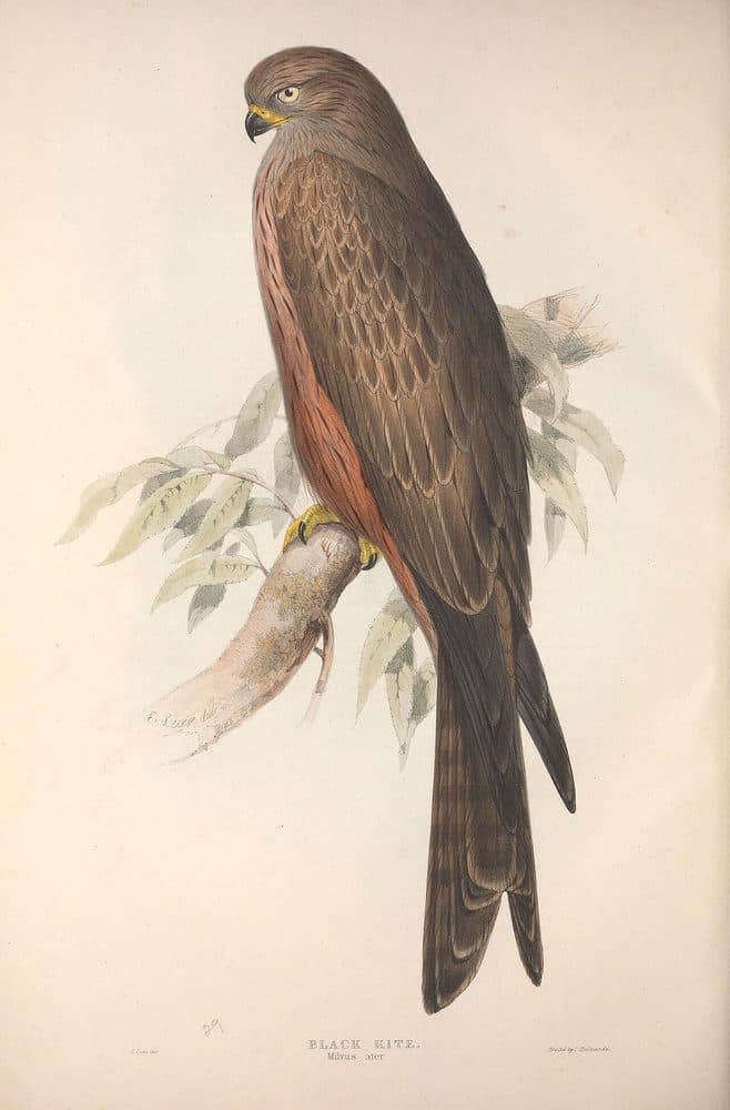 John Gould — The Birds of Europe (1832–1837). Public domain via Wikimedia Commons. Black Kite — vintage plate by John Gould, 1832–1837