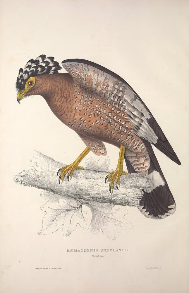 John Gould — A Century of Birds from the Himalaya Mountains (1832). Public domain via Wikimedia Commons. Crested Serpent Eagle — vintage plate by John Gould, 1832