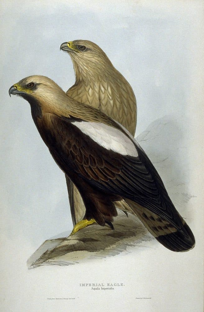 John Gould — The Birds of Asia (1850–1883). Public domain via Wikimedia Commons. Eastern Imperial Eagle — vintage plate by John Gould, 1850–1883