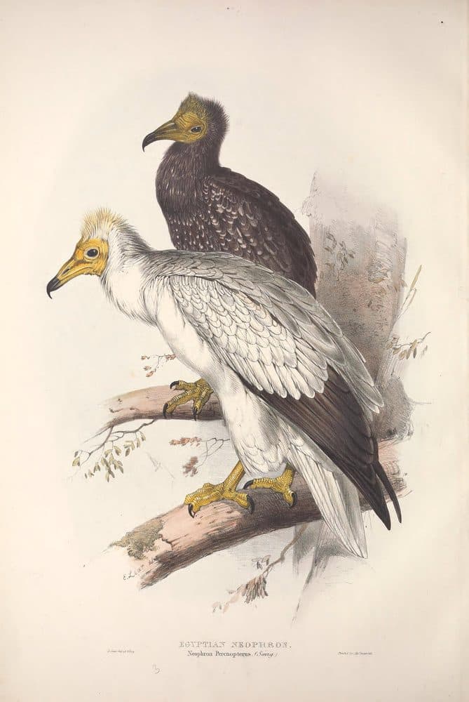 John Gould — The Birds of Europe (1832–1837). Public domain via Wikimedia Commons. Egyptian Vulture — vintage plate by John Gould, 1832–1837