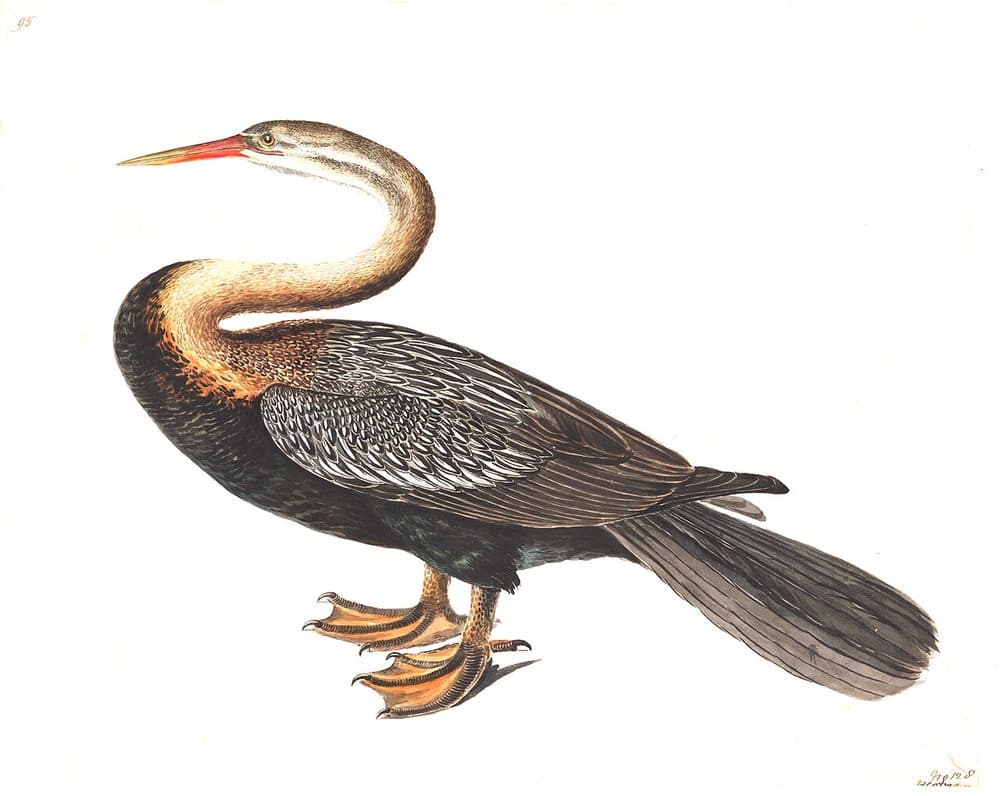 Lady Elizabeth Gwillim — Indian bird studies (1801–1807). Public domain via Wikimedia Commons. Indian Darter — vintage plate by Lady Elizabeth Gwillim, 1801–1807