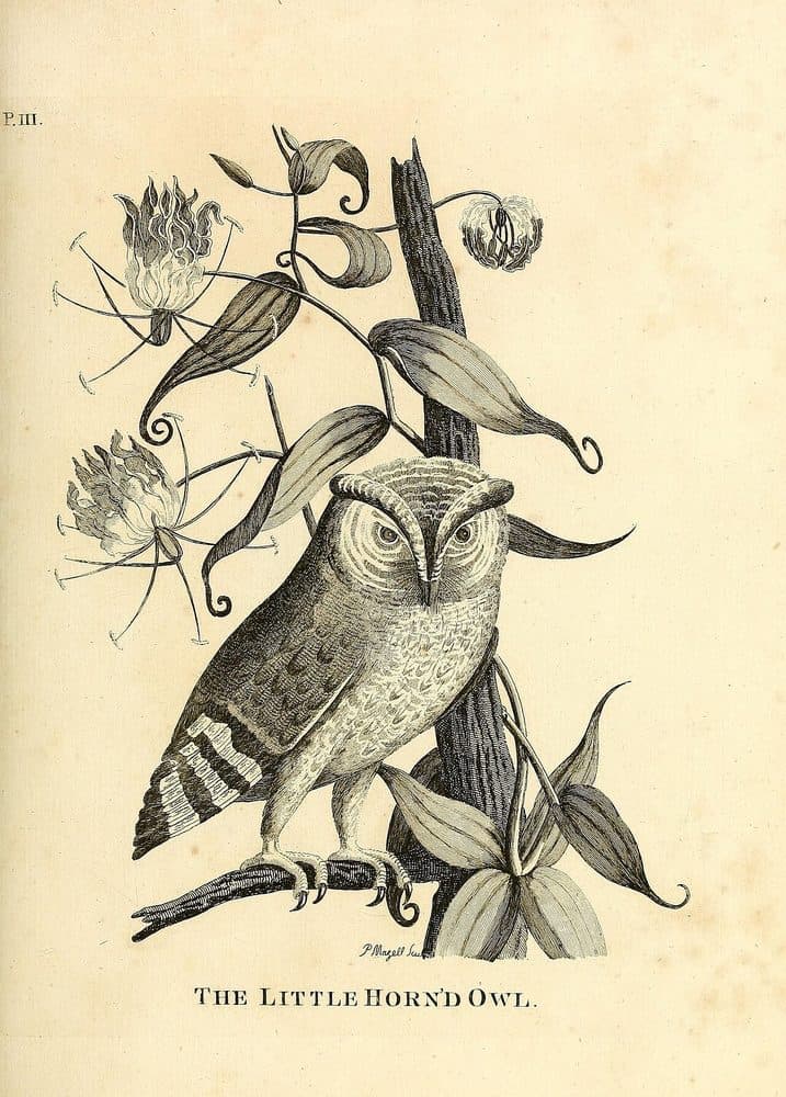 Thomas Pennant — Indian Zoology (1790). Public domain via Wikimedia Commons. Indian Scops Owl — vintage plate by Thomas Pennant, 1790