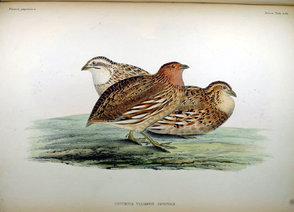 Siebold & Temminck — Fauna Japonica (1844–1850). Public domain via Wikimedia Commons. Japanese Quail — vintage plate by Siebold & Temminck, 1844–1850