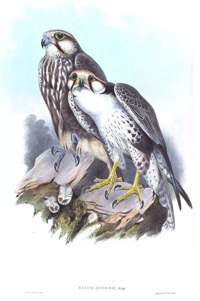 John Gould — A Century of Birds from the Himalaya Mountains (1832). Public domain via Wikimedia Commons. Laggar Falcon — vintage plate by John Gould, 1832