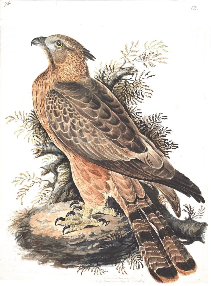 Lady Elizabeth Gwillim — Indian bird studies (1801). Public domain via Wikimedia Commons. Oriental Honey Buzzard — vintage plate by Lady Elizabeth Gwillim, 1801