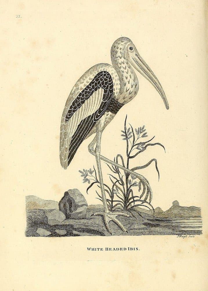Thomas Pennant — Indian Zoology (1790). Public domain via Wikimedia Commons. Painted Stork — vintage plate by Thomas Pennant, 1790
