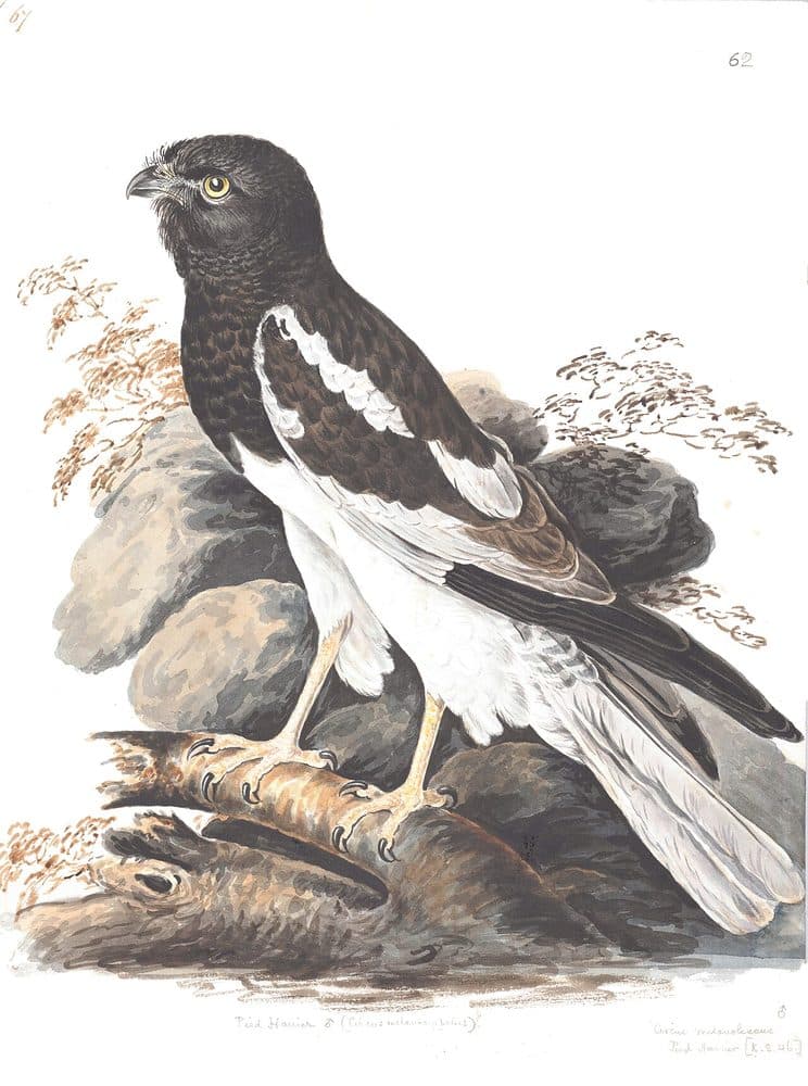 Lady Elizabeth Gwillim — Indian bird studies (1801–1807). Public domain via Wikimedia Commons. Pied Harrier — vintage plate by Lady Elizabeth Gwillim, 1801–1807