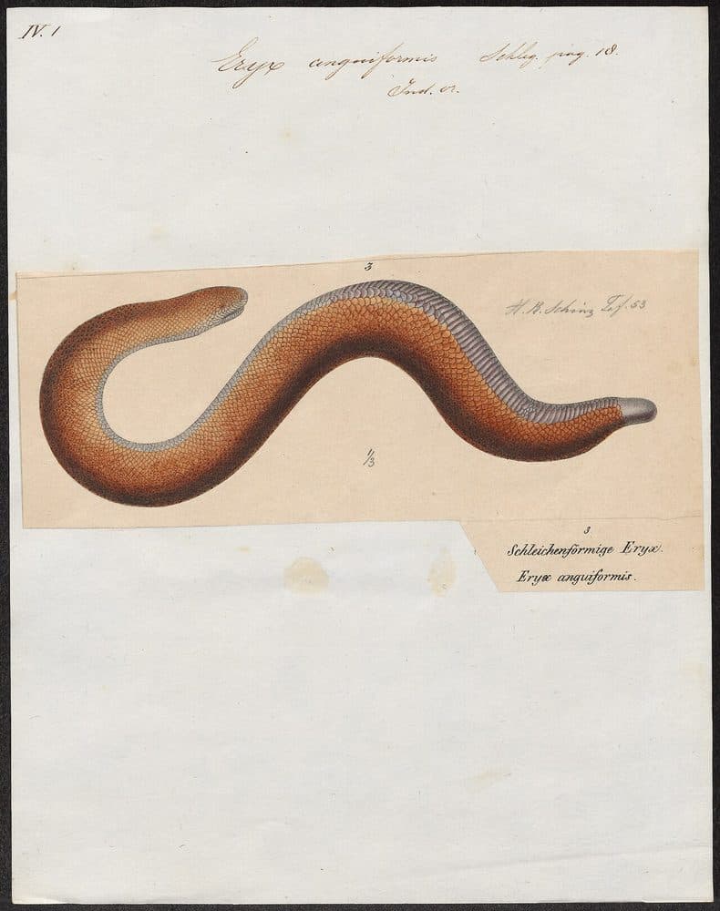 Iconographia Zoologica — Special Collections, University of Amsterdam (1700–1880). Public domain via Wikimedia Commons. Red Sand Boa — vintage plate by Iconographia Zoologica, 1700–1880