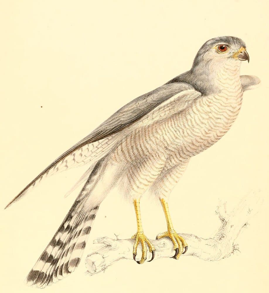 Nicolas Huet / Jean-Gabriel Prêtre — Nouveau recueil de planches coloriées (1838). Public domain via Wikimedia Commons. Shikra — vintage plate by Nicolas Huet / Jean-Gabriel Prêtre, 1838