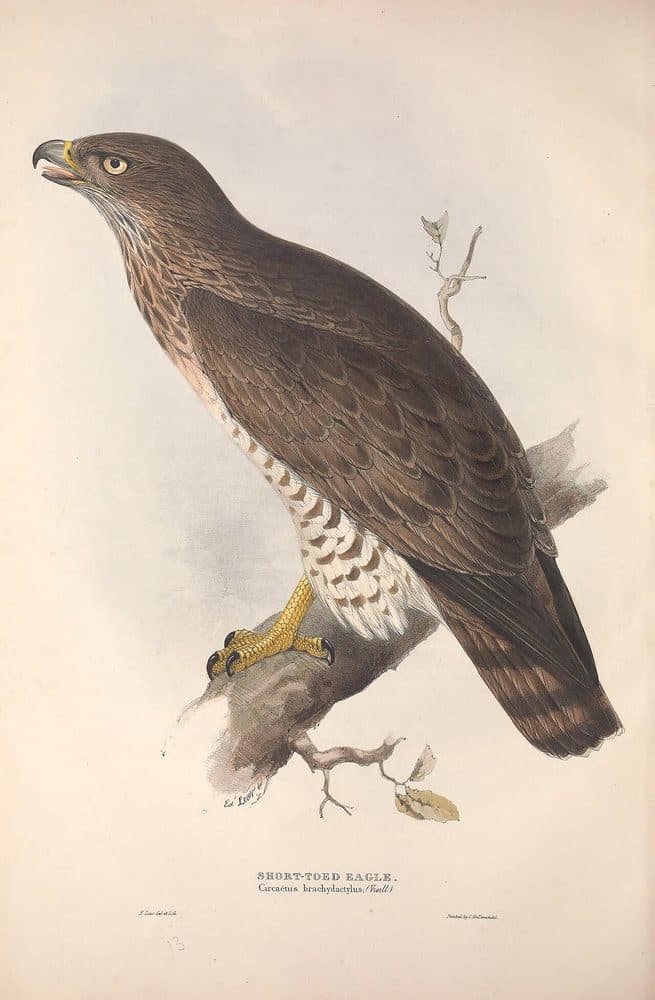 John Gould — The Birds of Europe (1832–1837). Public domain via Wikimedia Commons. Short-Toed Snake Eagle — vintage plate by John Gould, 1832–1837