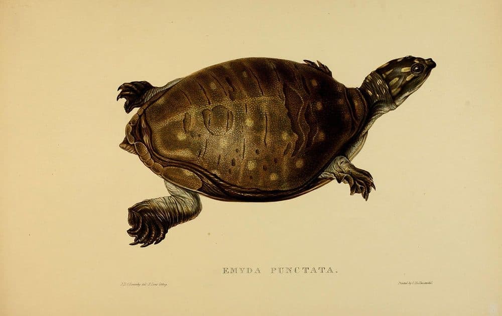 G. B. Sowerby & Edward Lear — Tortoises, Terrapins, and Turtles (1872). Public domain via Wikimedia Commons. Soft Shelled Turtle — vintage plate by G. B. Sowerby & Edward Lear, 1872