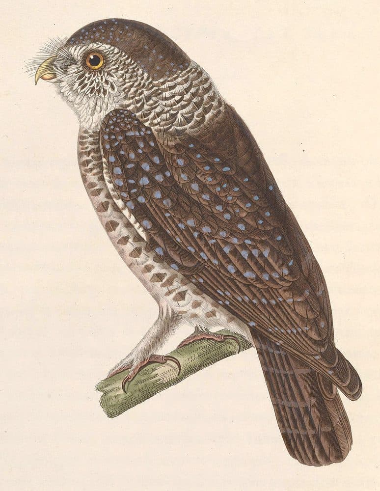 Nicolas Huet / Jean-Gabriel Prêtre — Nouveau recueil de planches coloriées (1838). Public domain via Wikimedia Commons. Spotted Owlet — vintage plate by Nicolas Huet / Jean-Gabriel Prêtre, 1838