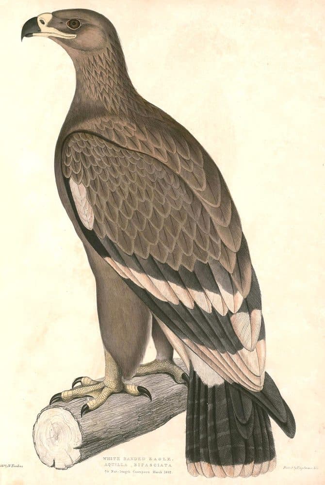 Thomas Hardwicke — Illustrations of Indian Zoology (1830–1832). Public domain via Wikimedia Commons. Steppe Eagle — vintage plate by Thomas Hardwicke, 1830–1832