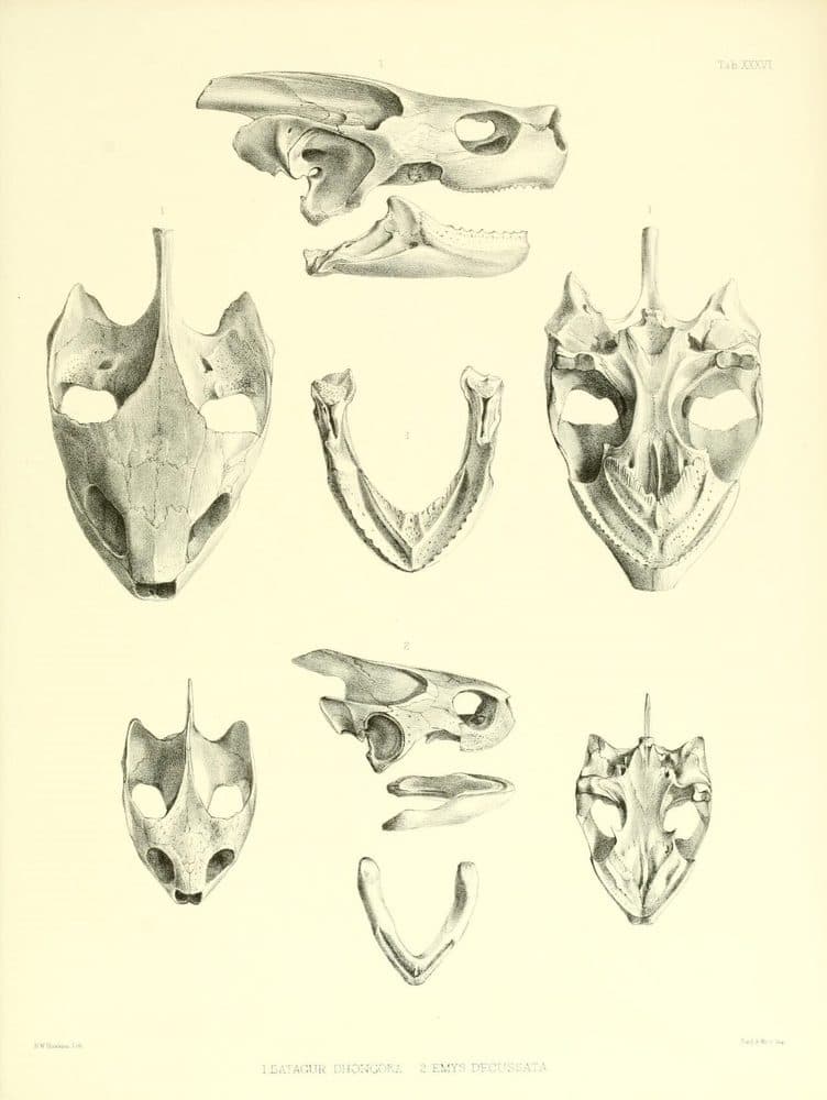 Albert Günther — Catalogue of Shield Reptiles in the British Museum (1864). Public domain via Wikimedia Commons. Three Striped Roofed Terrapin — vintage plate by Albert Günther, 1864