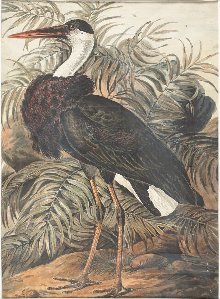 Lady Elizabeth Gwillim — Indian bird studies (1801–1807). Public domain via Wikimedia Commons. Woolly Necked Stork — vintage plate by Lady Elizabeth Gwillim, 1801–1807