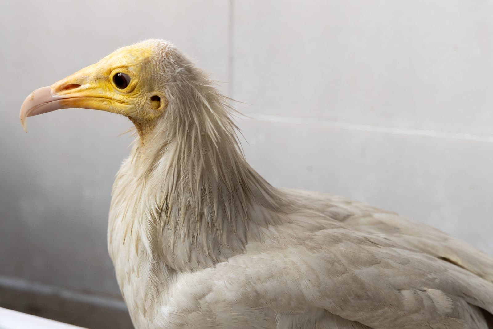 Egyptian Vulture under care at Wildlife Rescue