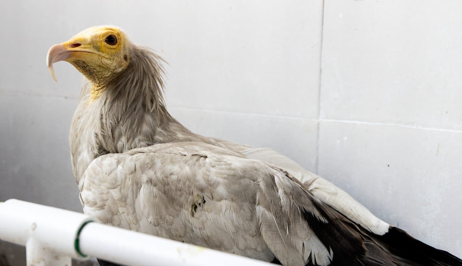 Egyptian Vulture recovering at the Wildlife Rescue clinic