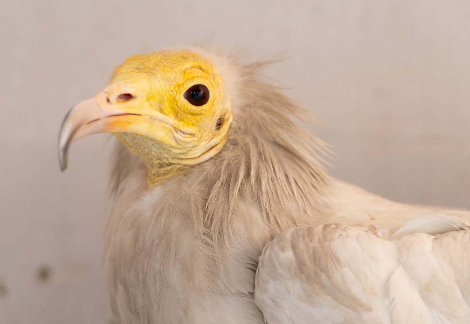 Egyptian Vulture in rehabilitation at Wildlife Rescue