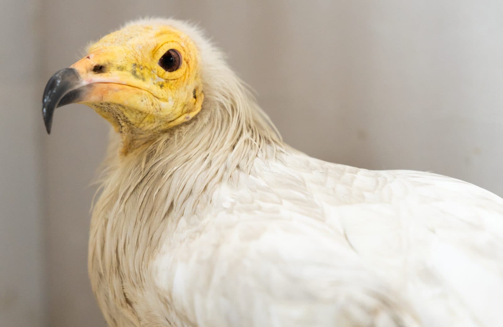 Egyptian Vulture being cared for at Wildlife Rescue