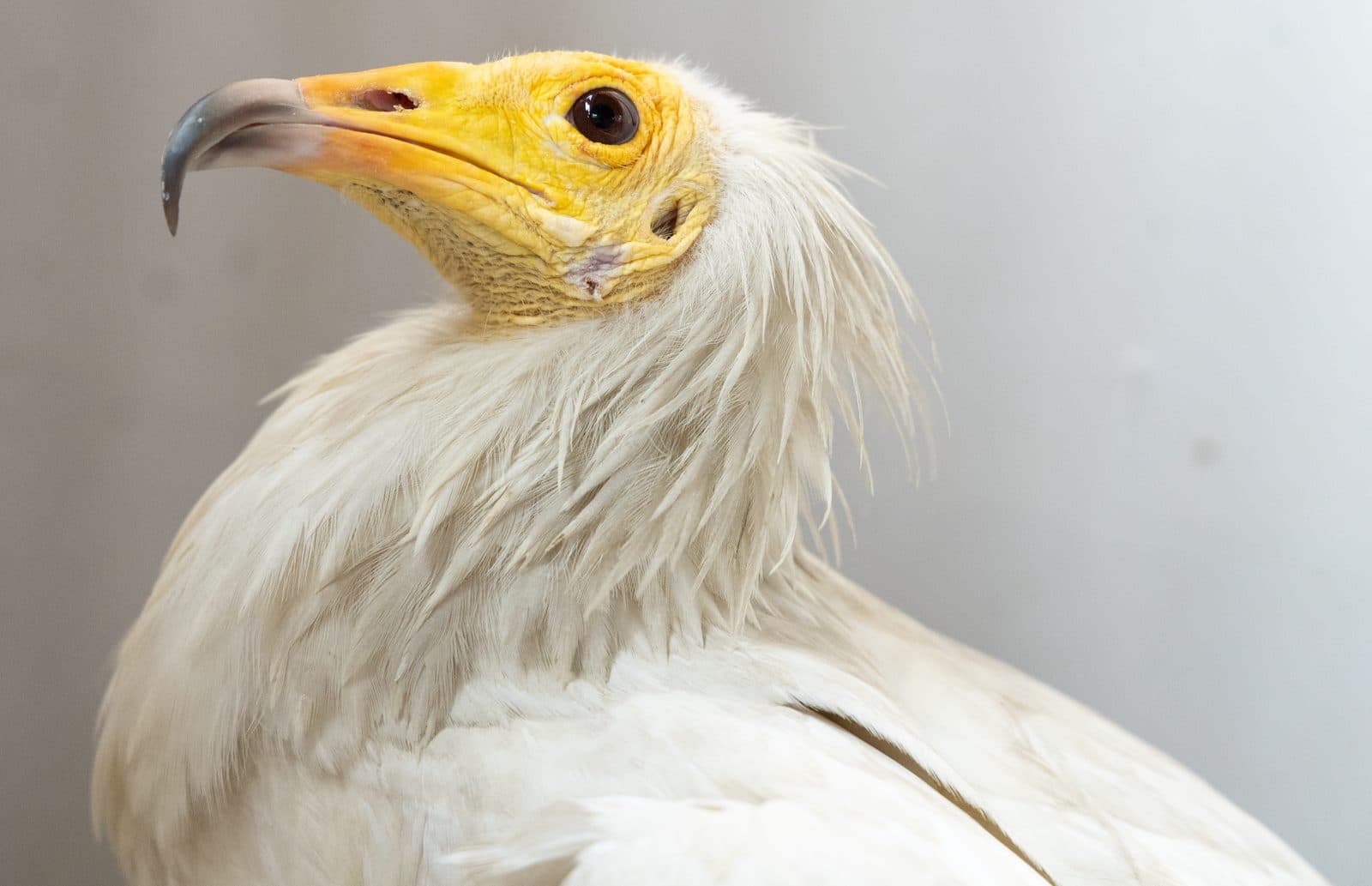 Egyptian Vulture in the care of Wildlife Rescue