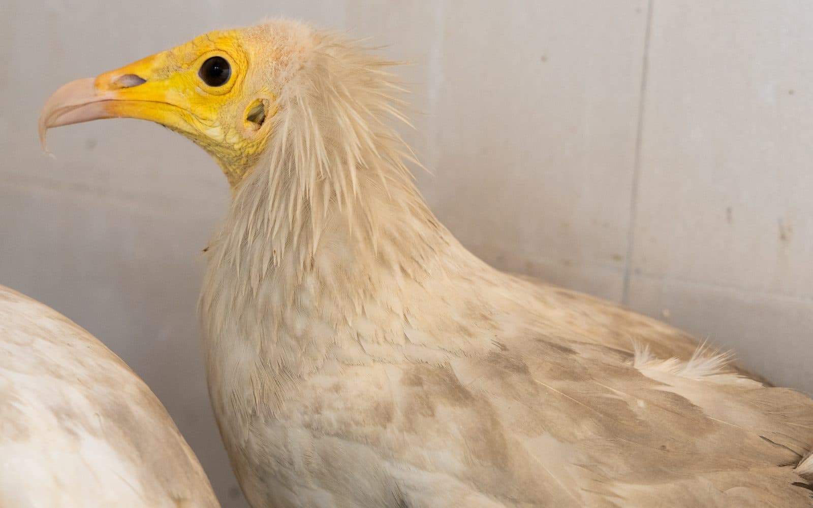 Endangered Egyptian Vulture under treatment at Wildlife Rescue