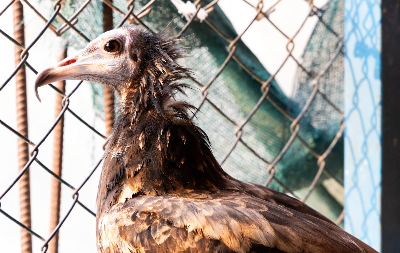 Egyptian Vulture recovering at Wildlife Rescue