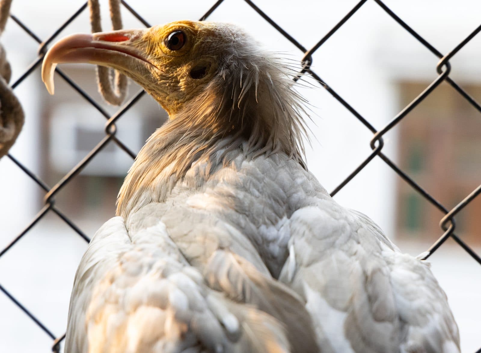 Egyptian Vulture in rehabilitation at the Wildlife Rescue facility