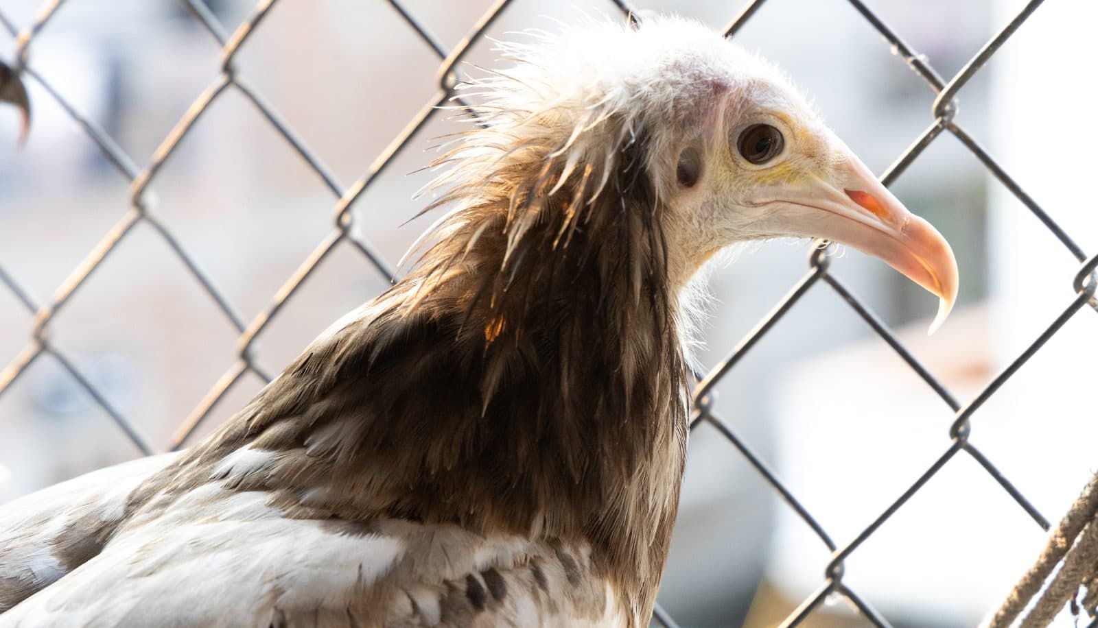 Egyptian Vulture under care at Wildlife Rescue