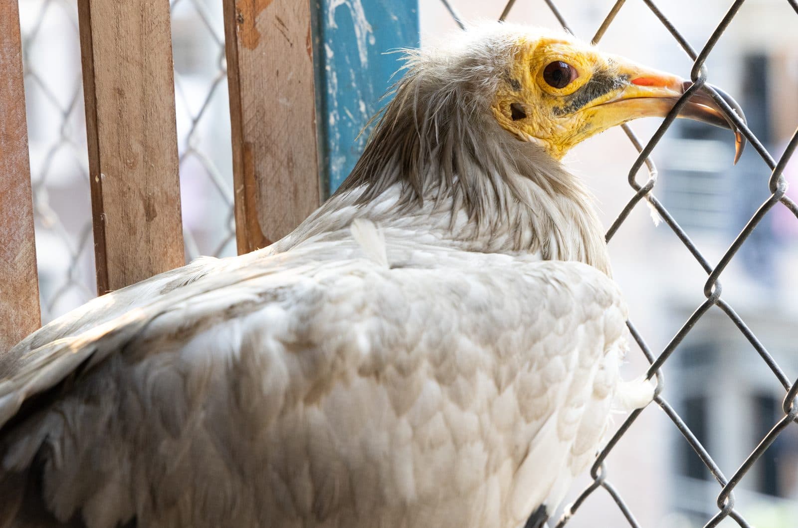 Egyptian Vulture being rehabilitated at Wildlife Rescue
