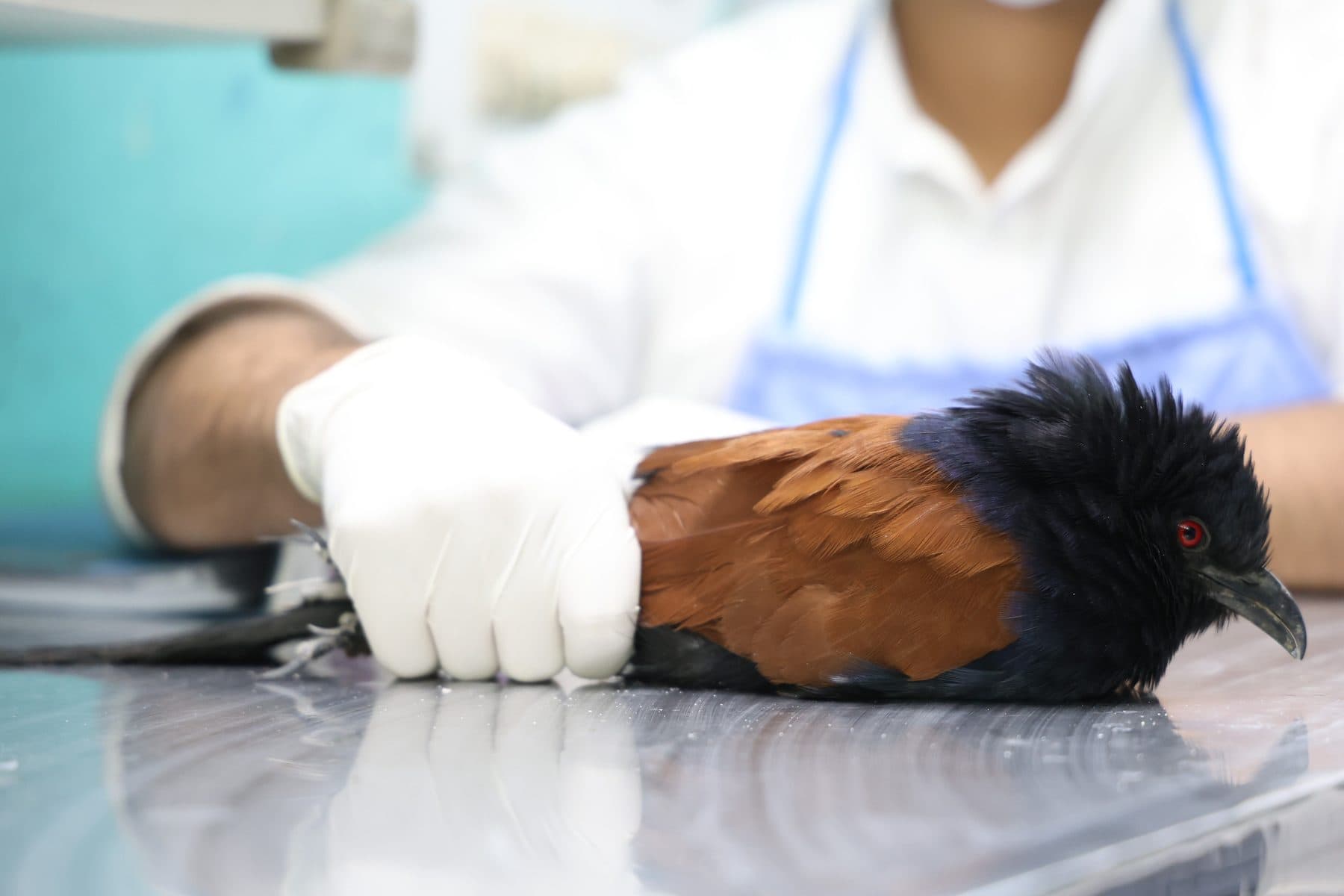 Greater Coucal (Centropus sinensis)